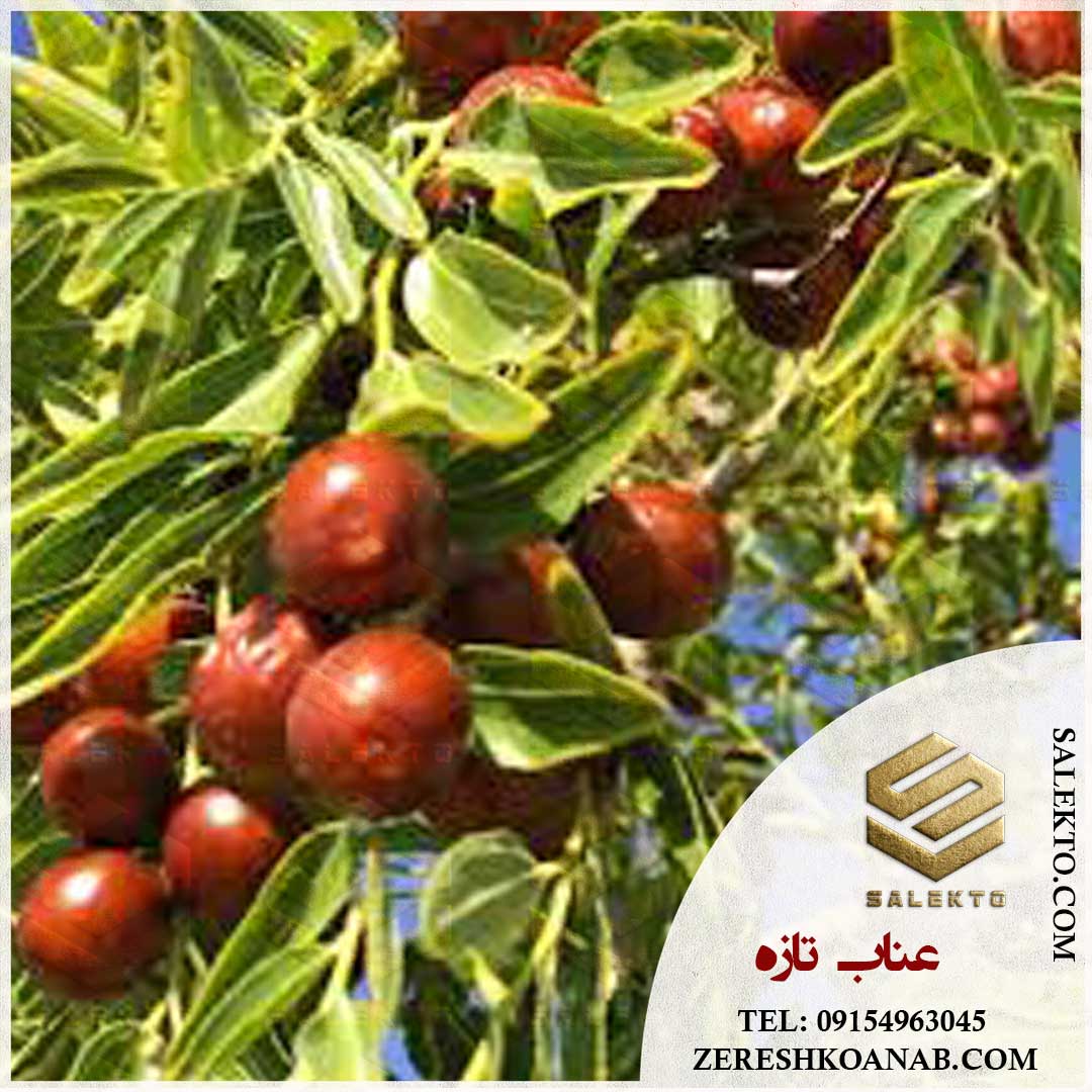تصویر 4 از خرید عمده عناب تازه خراسان جنوبی + قیمت استثنا