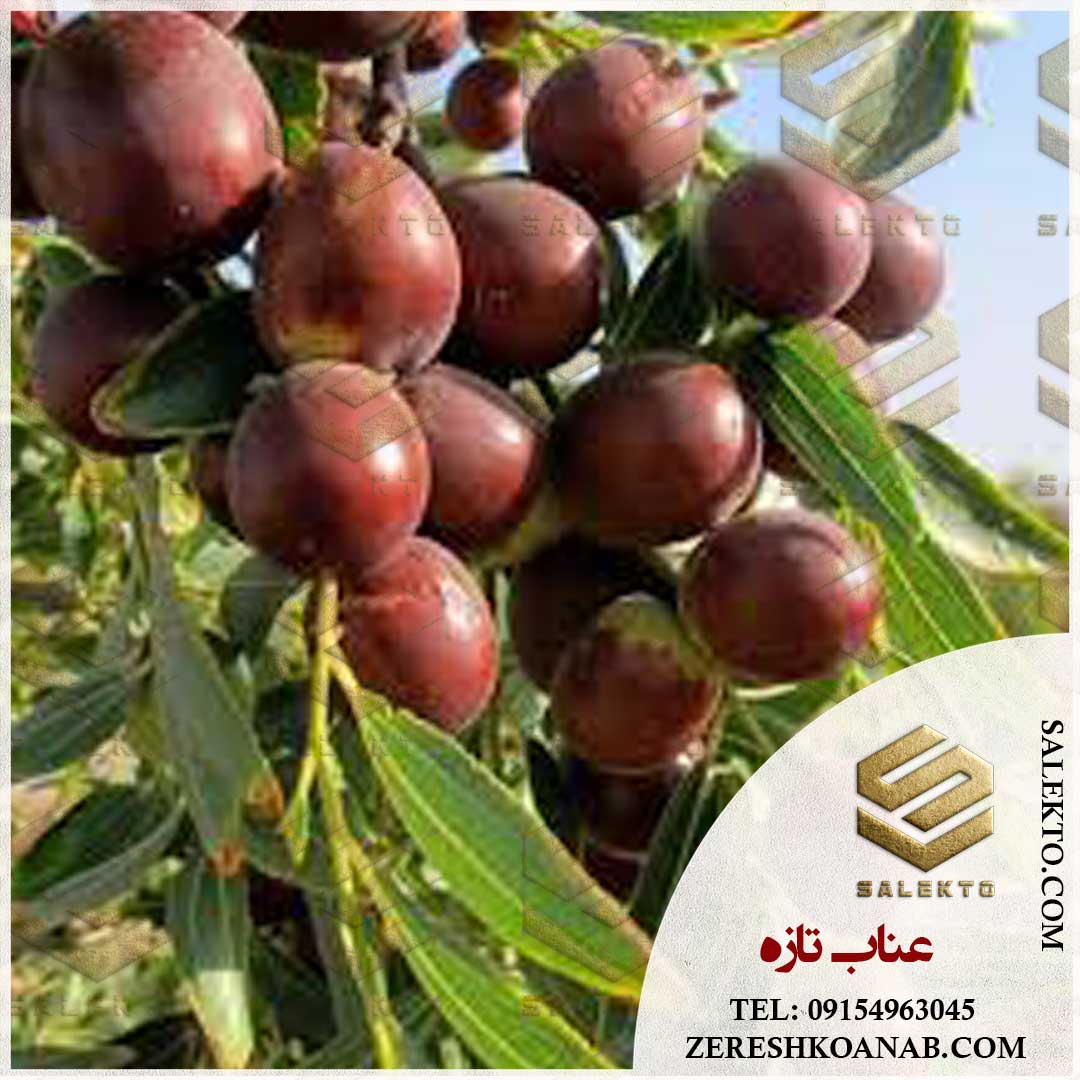 تصویر 2 از خرید عمده عناب تازه خراسان جنوبی + قیمت استثنا