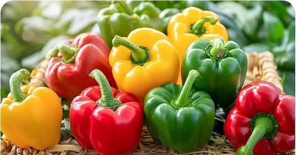 خرید و فروش + شرایط فوق العاده فلفل دلمه رنگی