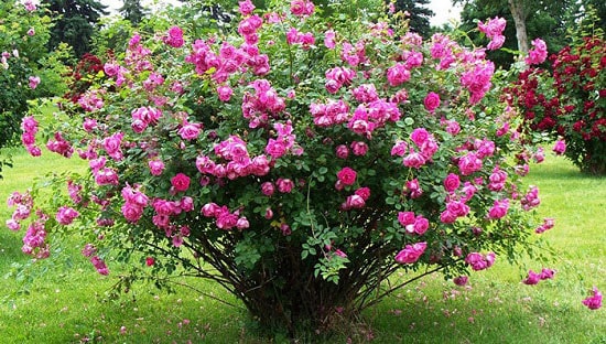 تصویر 4 از فروش عمده گل محمدی خشک فله