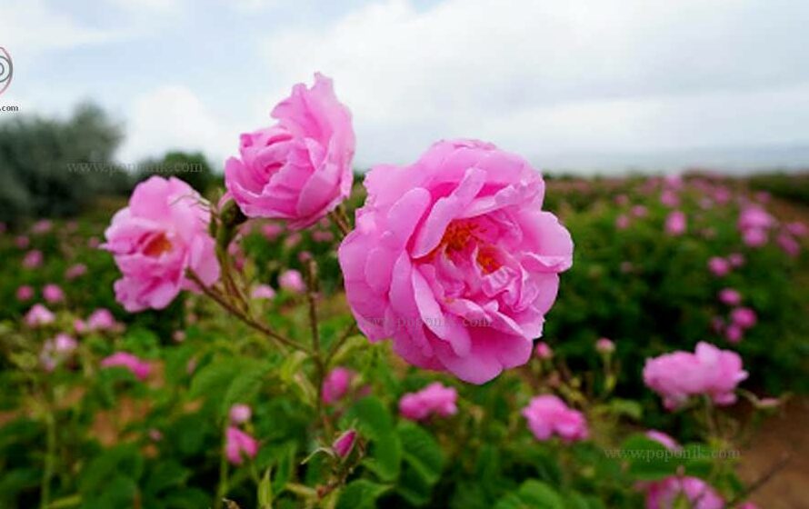 تصویر 5 از فروش عمده گل محمدی خشک فله