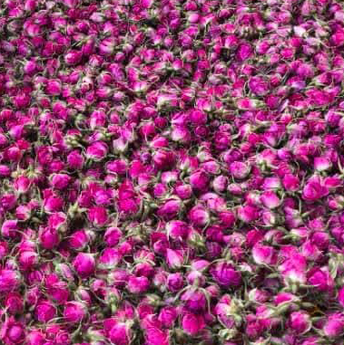 تصویر 1 از فروش عمده غنچه گل محمدی خشک فله