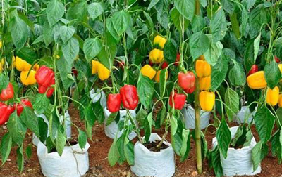 تصویر 1 از خرید فلفل دلمه‌ای بی‌نظیر برای صادرات