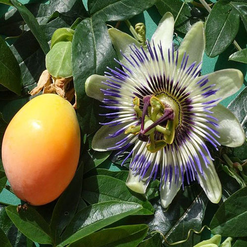 تصویر 2 از فروش عمده گل ساعتی معطر
