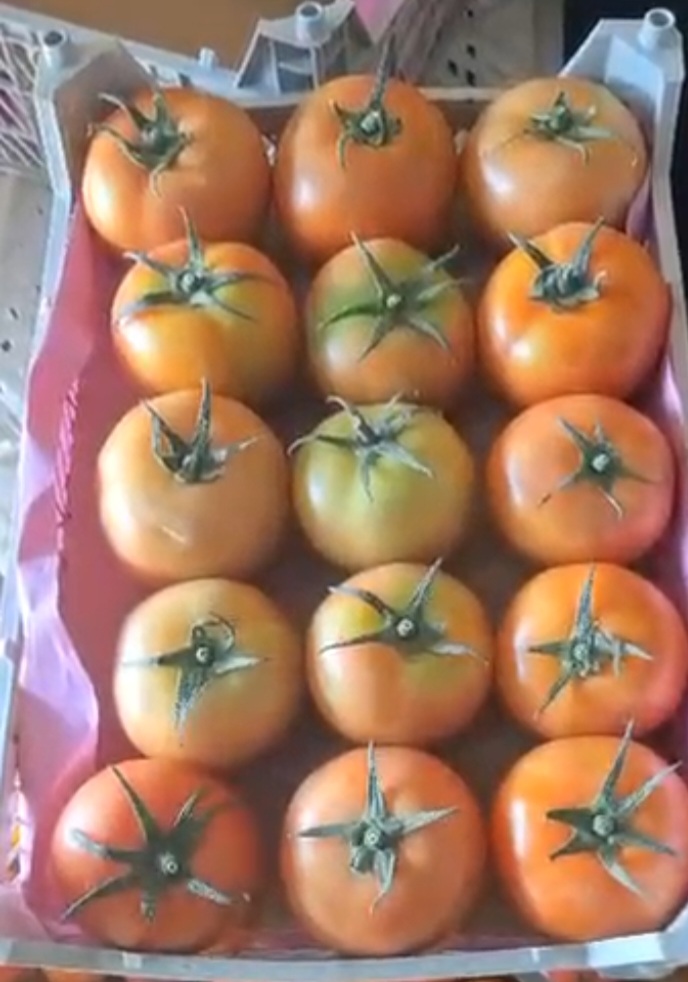 تصویر 1 از قیمت گوجه ۴۱۲۹ درجه یک + فروش صادراتی