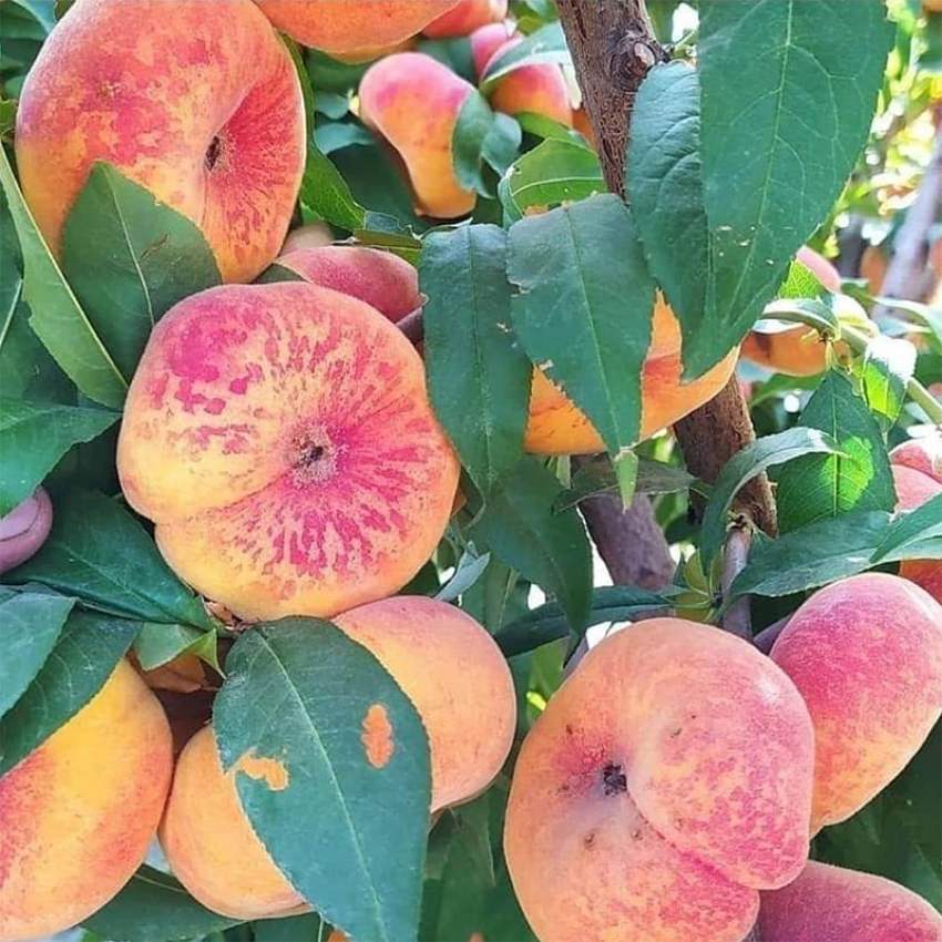 تصویر 2 از فروش عمده نهال هلو انجیری