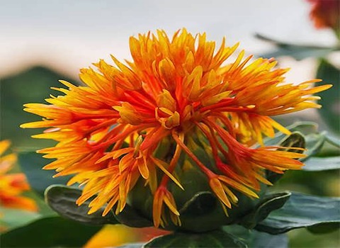 تصویر 1 از گلرنگ و خواص بی‌ نظیر آن + قیمت خرید
