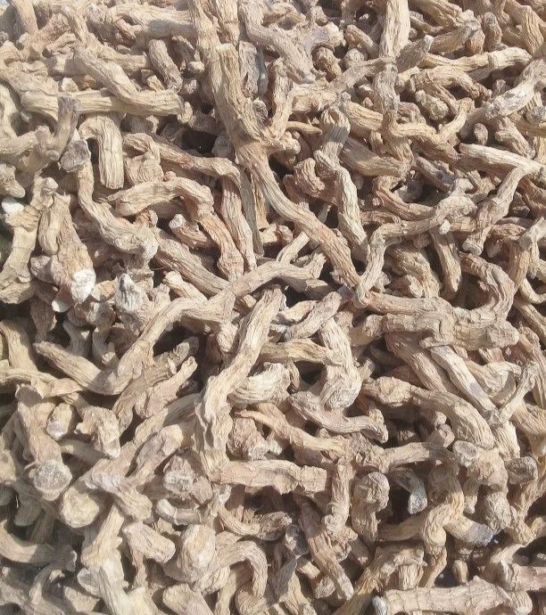 خرید عمده شقاقل خشک با قیمت ویژه + خواص درمانی آن