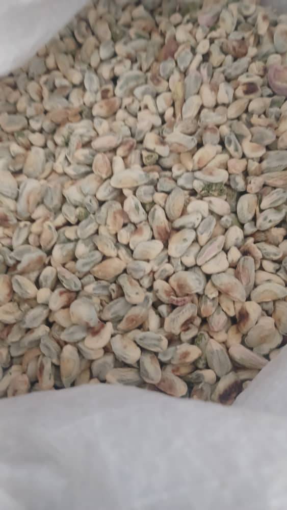 تصویر 1 از خرید مغز پسته کال