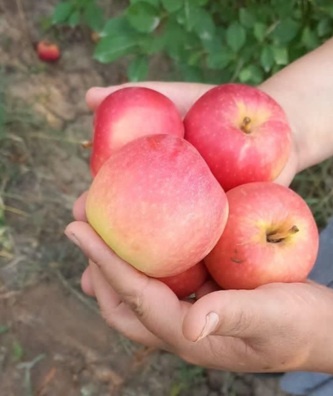 تصویر 2 از قیمت خرید سیب گالا تابستانه