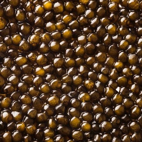 خاویار بِری شمال + قیمت به صرفه