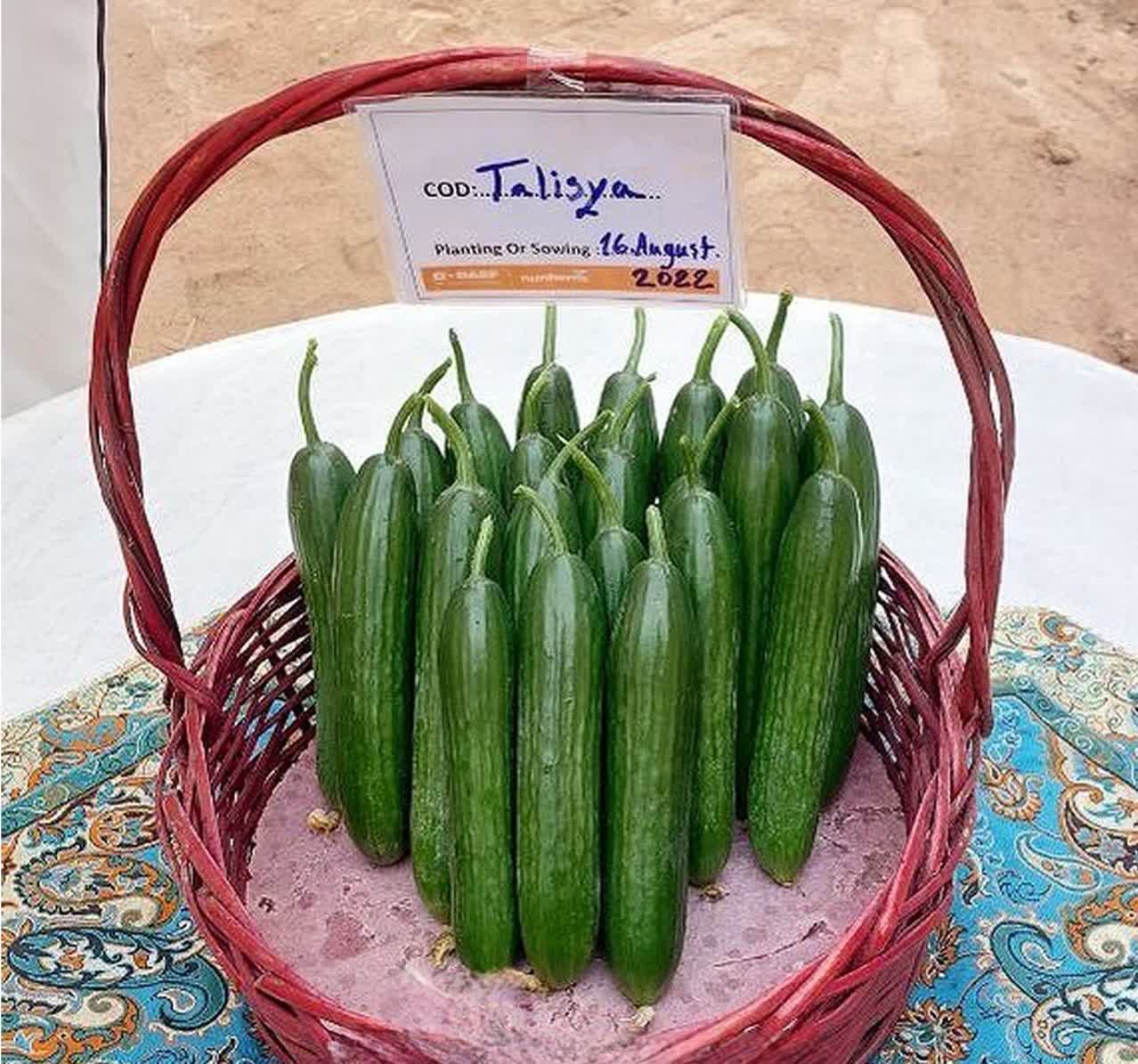 تصویر 5 از خرید بذر خیار گلخانه‌ای تالیسیا بسته 500 عددی + قیمت فروش استثنایی