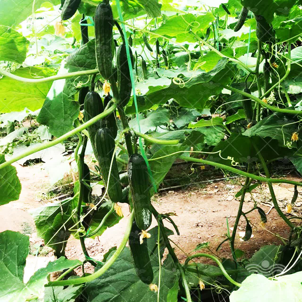 تصویر 1 از خرید بذر خیار گلخانه‌ای تالیسیا بسته 500 عددی + قیمت فروش استثنایی