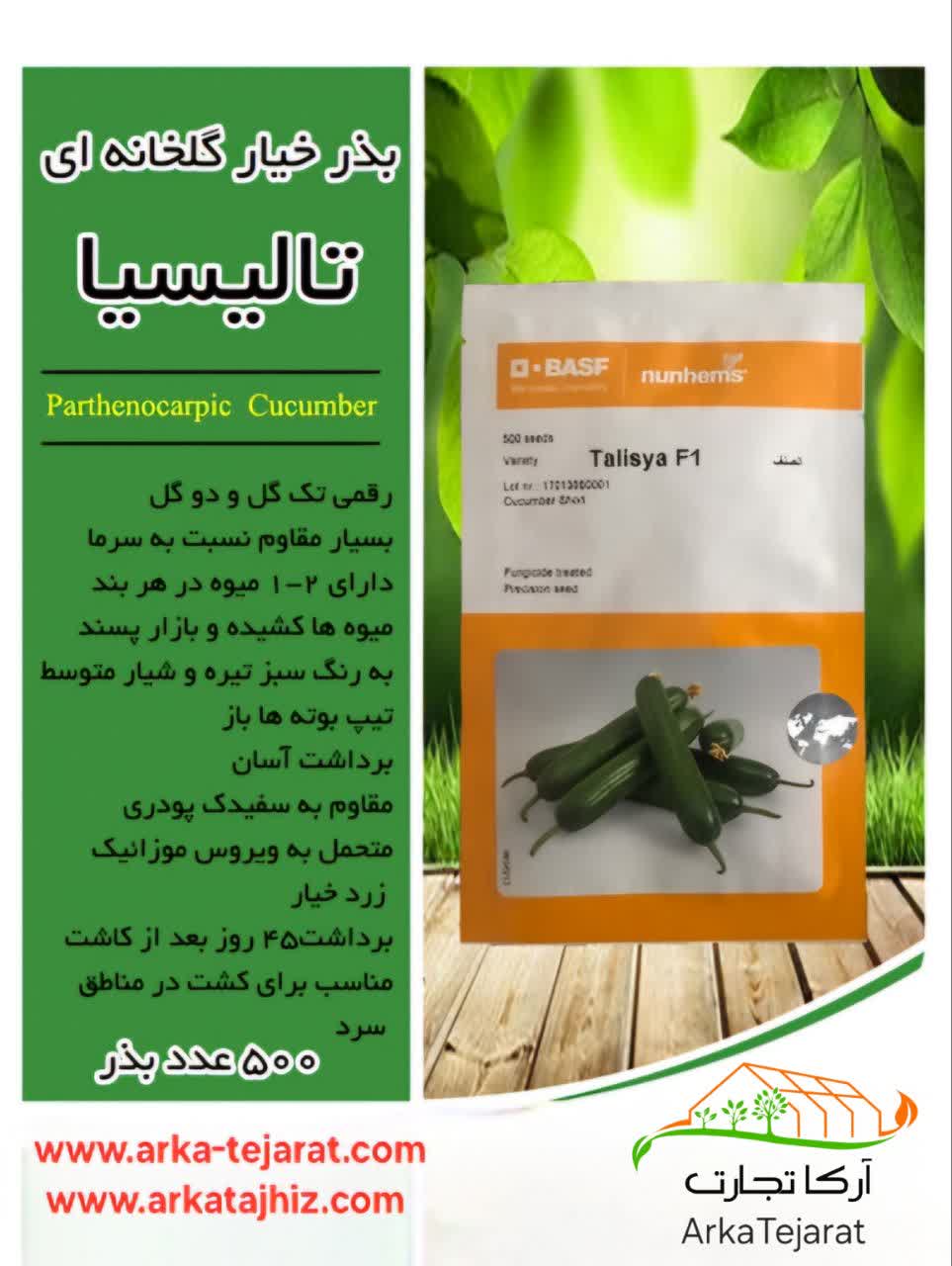 تصویر 4 از فروش مستقیم بذر خیار گلخانه ای تالیسیا تک گل + قیمت عالی