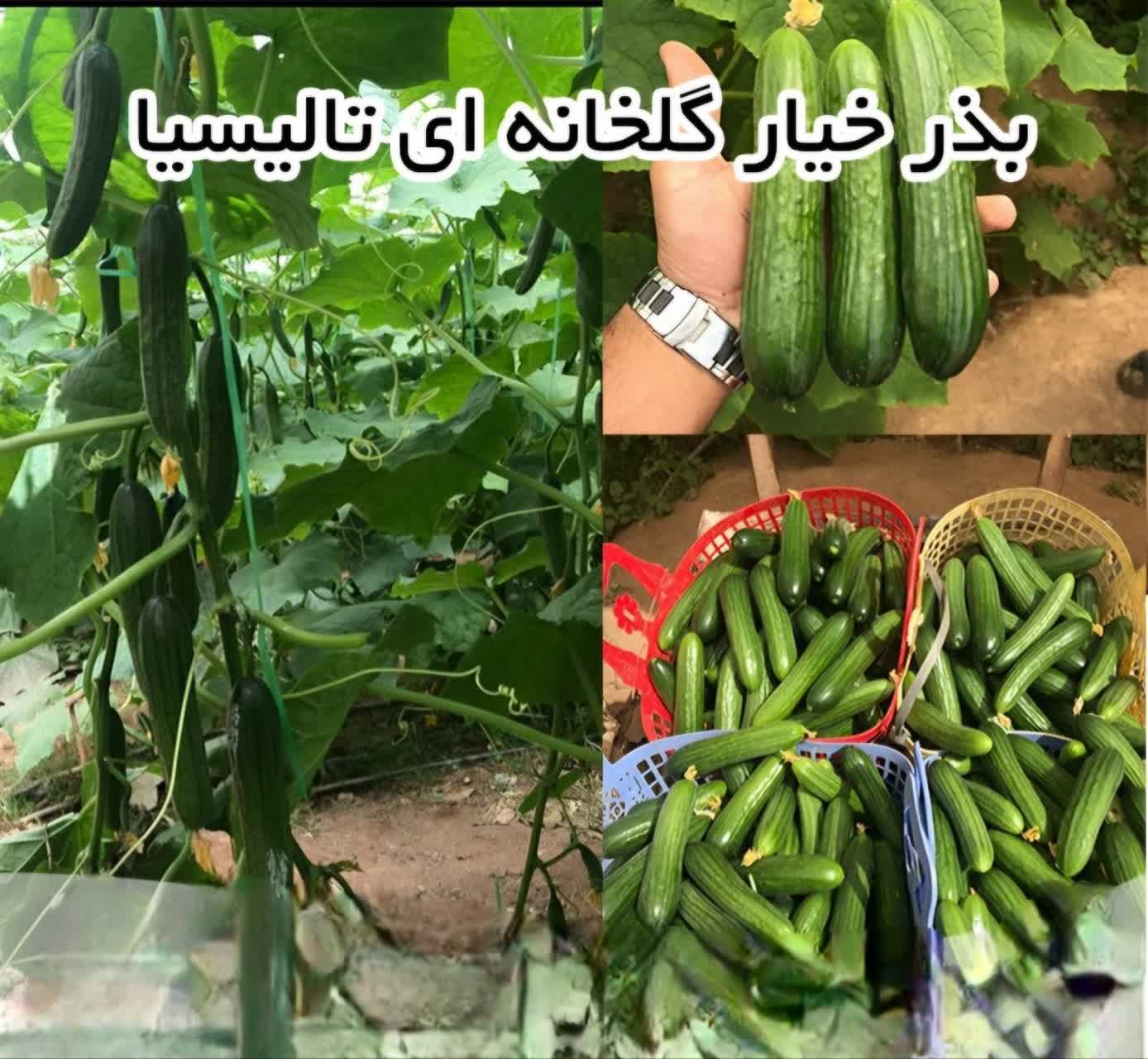 تصویر 3 از فروش مستقیم بذر خیار گلخانه ای تالیسیا تک گل + قیمت عالی