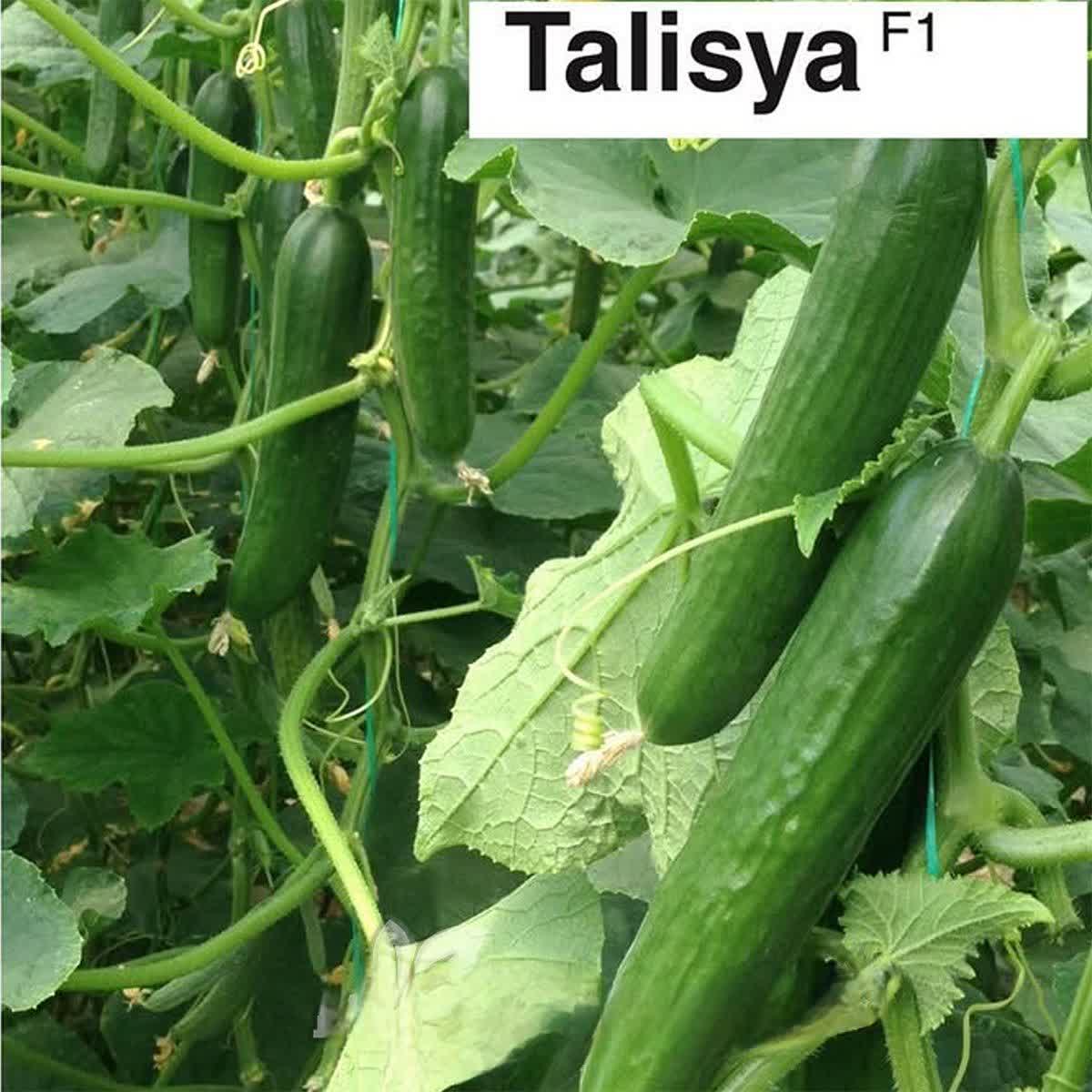 تصویر 2 از فروش مستقیم بذر خیار گلخانه ای تالیسیا تک گل + قیمت عالی