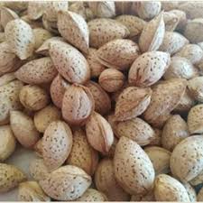تصویر 4 از بادام درختی پوست کنده + قیمت رقابتی ارزان