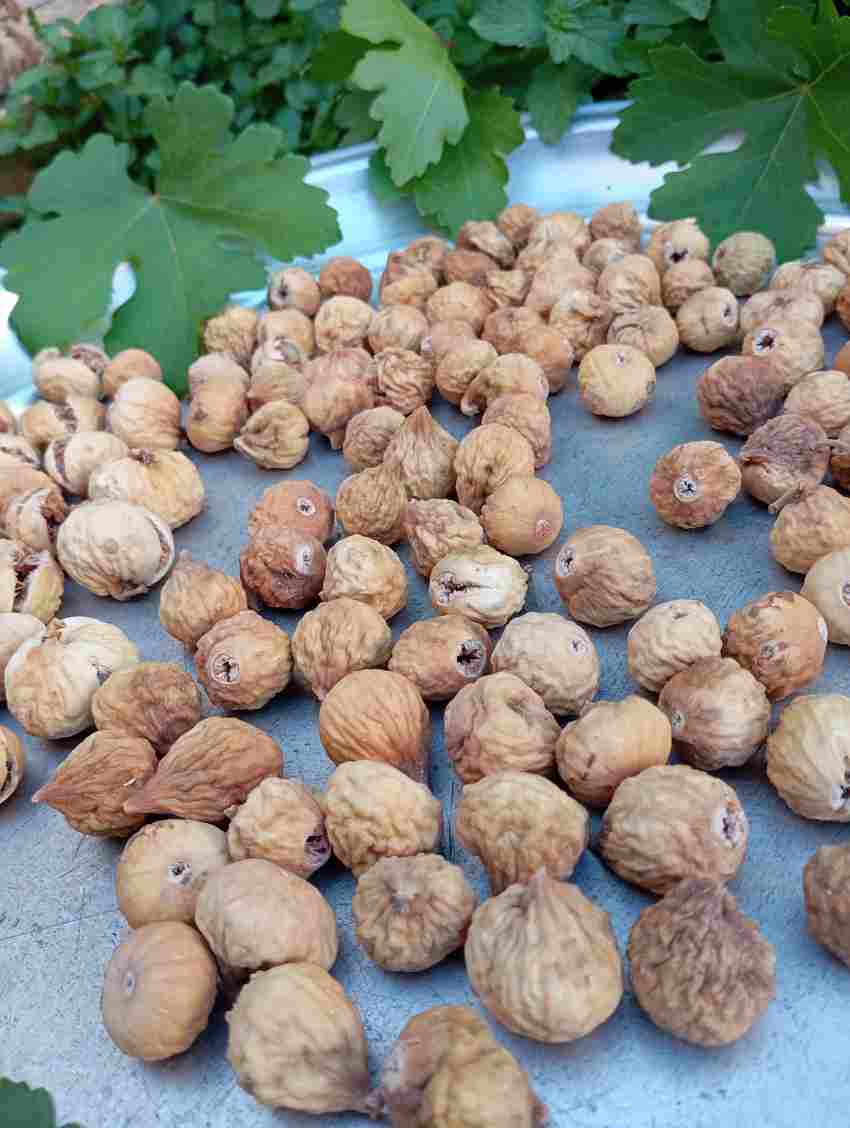 تصویر 1 از خرید انجیر خشک رنگ طلایی در سایت زرین فارس