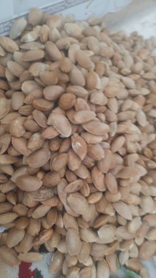 تصویر 1 از بادام تک پوست خام + خرید عمده