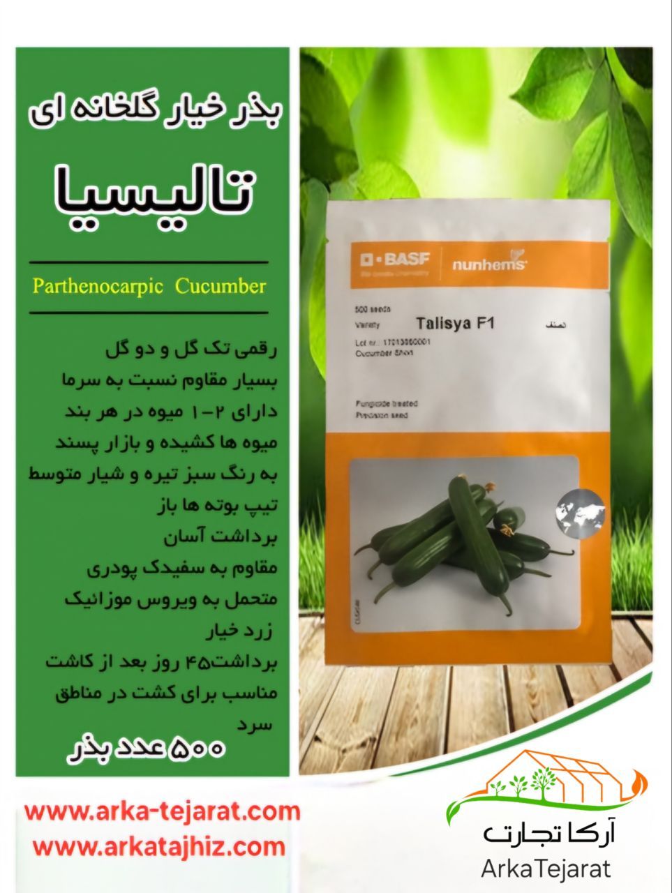 تصویر 4 از قیمت خرید بذر خیار گلخانه ای تالیسیا هلندی عمده به صرفه و ارزان