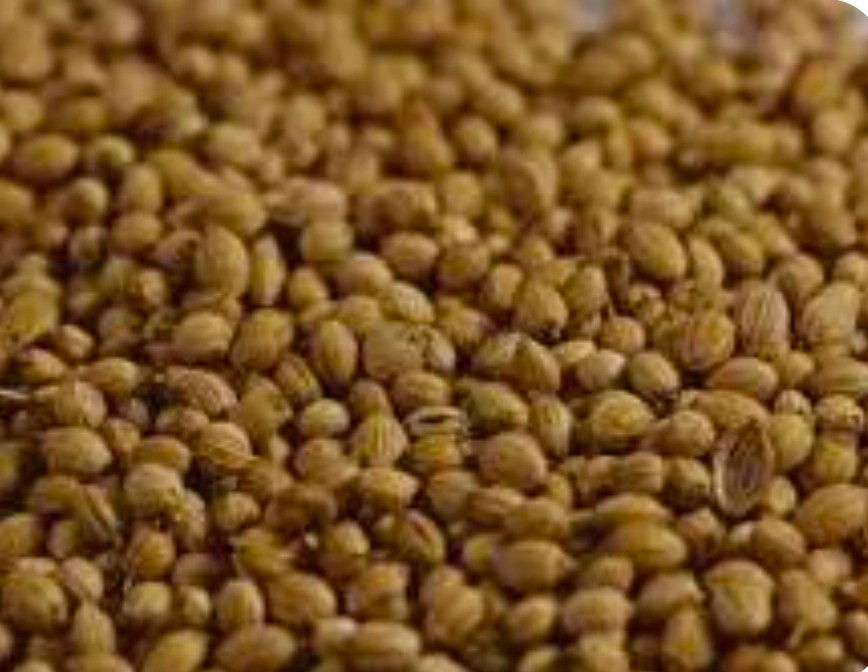 تصویر 1 از خریداری عمده دانه گشنیز + انتخابی عاقلانه به صرفه