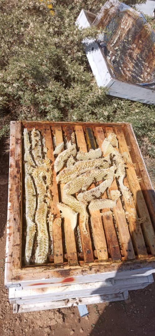 تصویر 3 از عسل ارگانیک مرغوب درجه یک کنار دزفول
