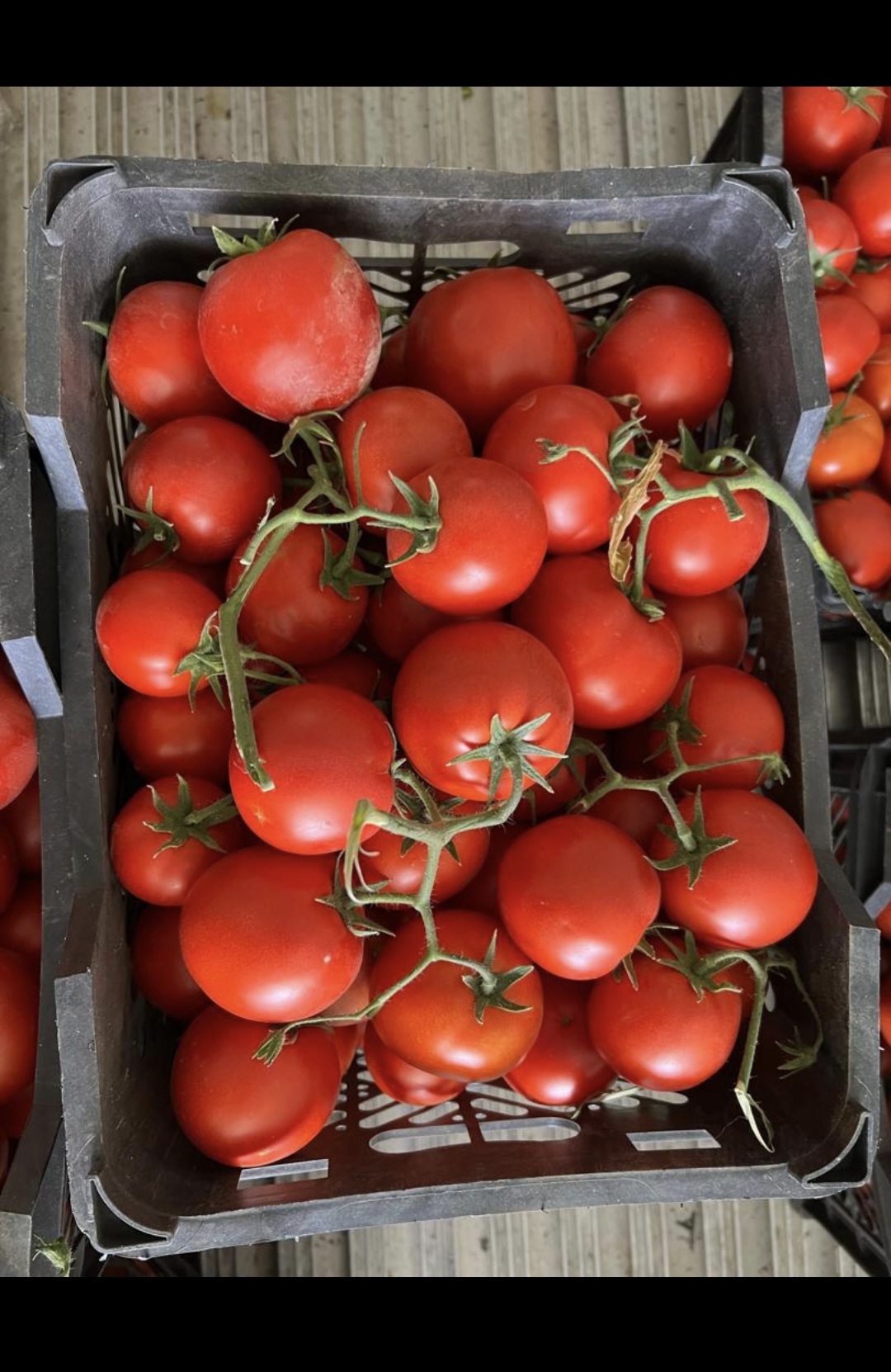 تصویر 1 از قیمت گوجه درشت و آبدار + به صرفه و ارزان