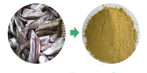 خرید پودر ماهی تن