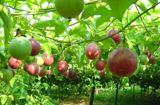 تصویر 5 از خرید نهال پشن فروت ارغوانی و گلدانی