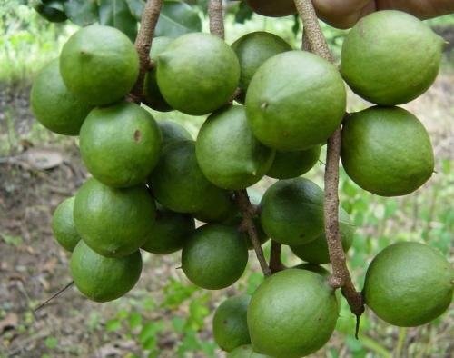 تصویر 4 از قیمت نهال فندق ماکادمیا اصلاح شده + ارسال به سراسر کشور