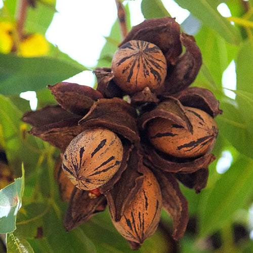 تصویر 3 از خرید نهال گردو پکان آمریکایی + نهال گردو پکان پیوندی