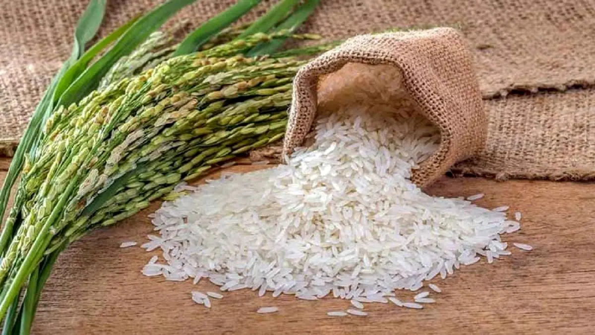 تصویر 1 از قیمت و خرید برنج کامفیروز ممتاز