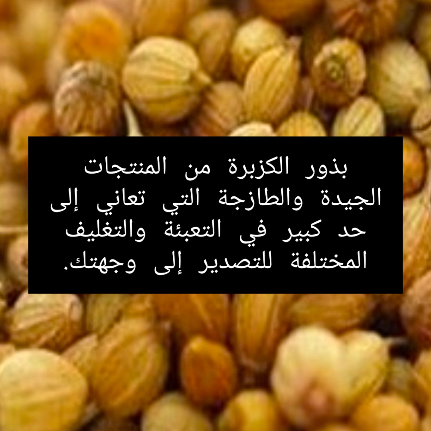 تصویر 1 از تهیه تخم گشنیز آناهیتا در صنایع غذایی سوداور