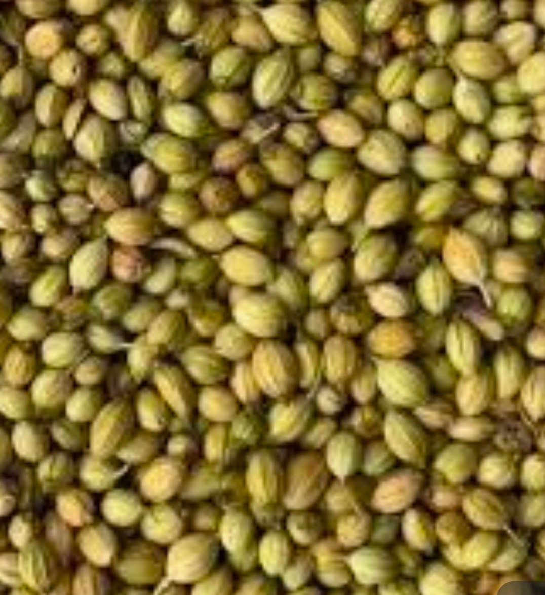 تصویر 2 از تخم گشنیز مروارید کوچک ما + فروش عمده