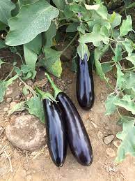 تصویر 2 از فروش بادمجان قلمی کوچک + قیمت خرید به صرفه