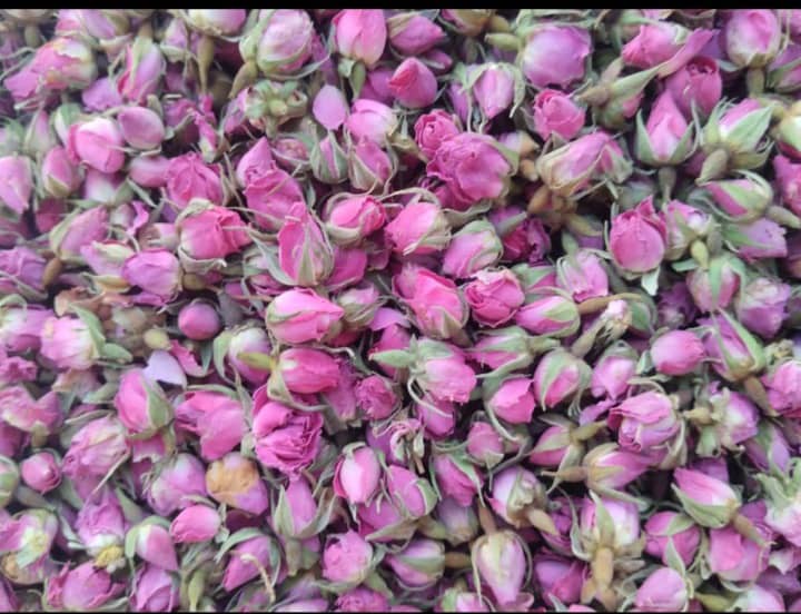 قیمت روزانه و فروش نقدی غنچه گل محمدی