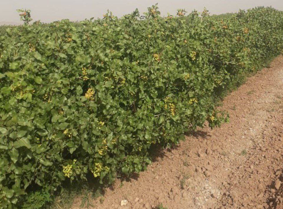 تصویر 1 از قیمت پسته احمد آقایی سفید + خرید باور نکردنی