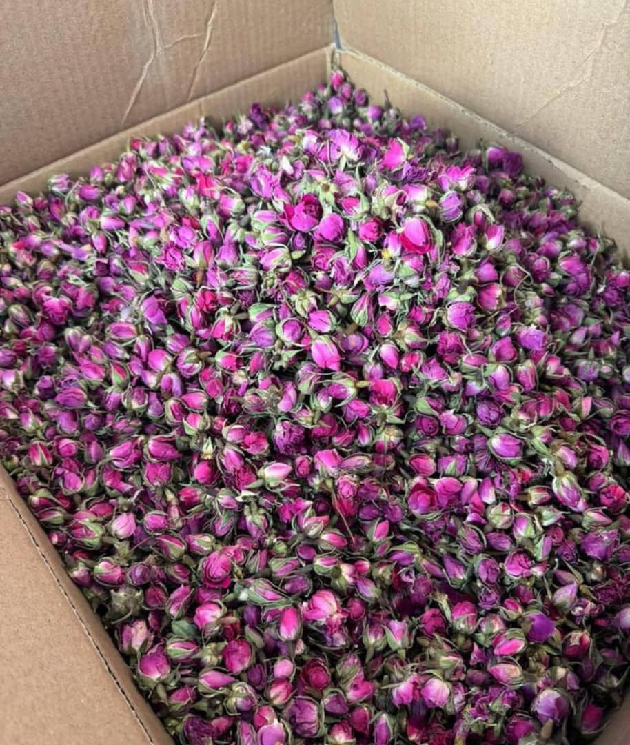 فروش غنچه گل محمدی صادراتی + با کیفیت عالی