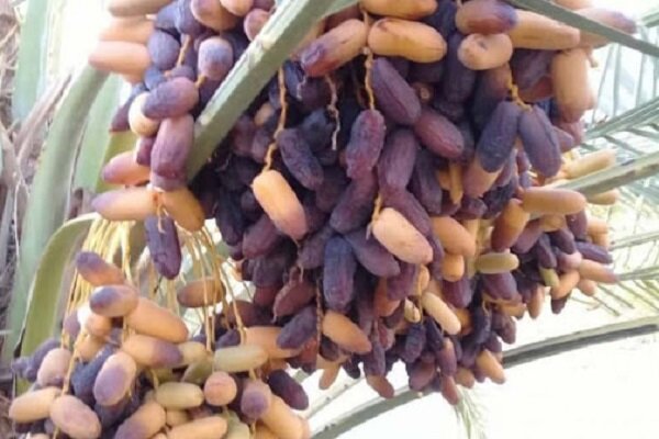 تصویر 2 از خرمای پیارم لوکس بسته‌بندی و فله، آماده صادرات + تخفیف ویژه