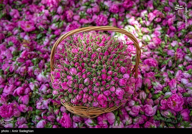 فروش غنچه گل محمدی به صورت عمده به همراه قیمت