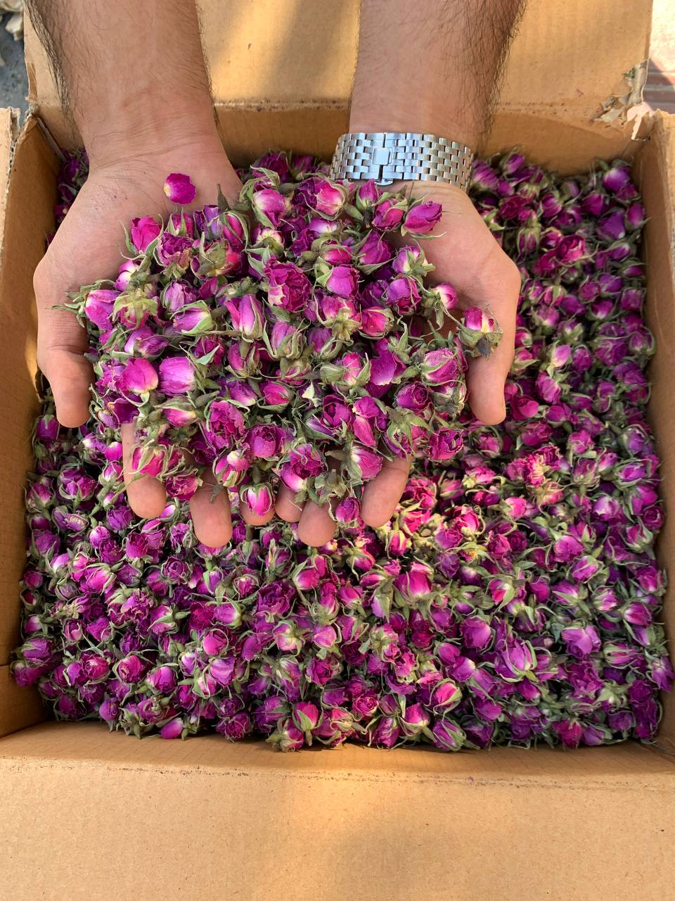 خرید عمده غنچه گل محمدی صادراتی ارزان
