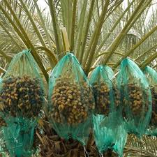 ارسال کیسه محافظ خرما سراسر ایران