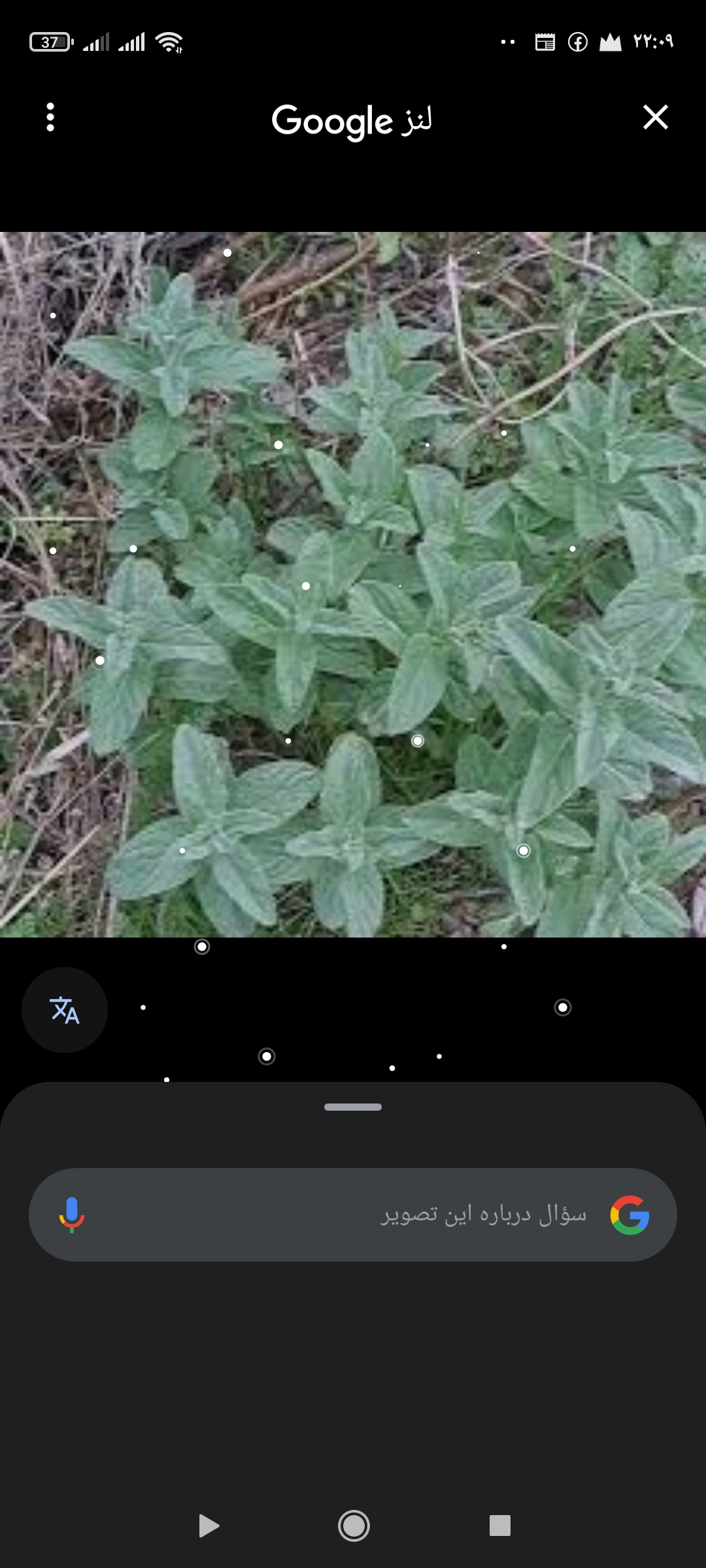تصویر 4 از فروش پونه خشک ممتاز
