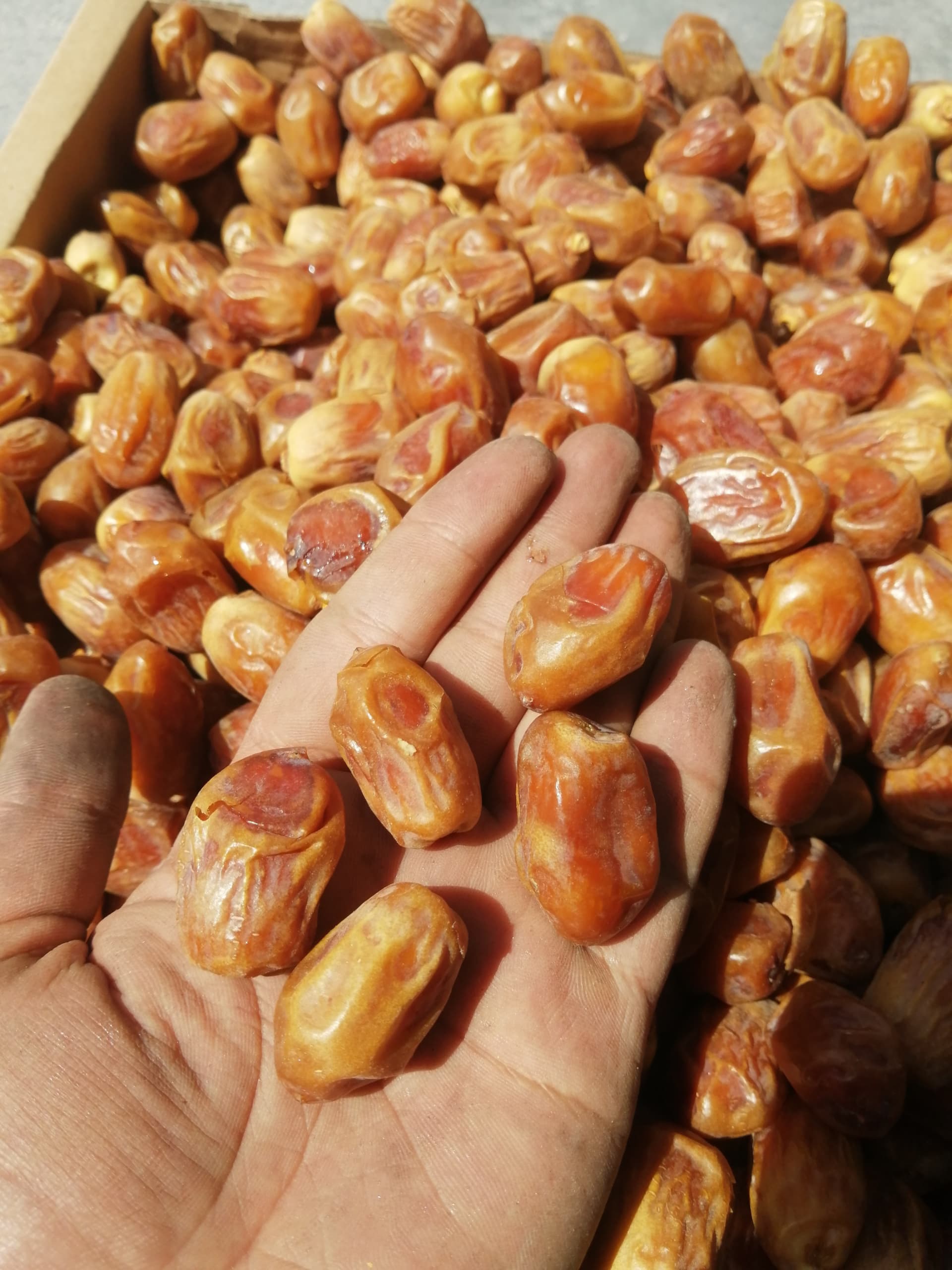 تصویر 1 از خرما زرد خشک قیمت عمده ویژه