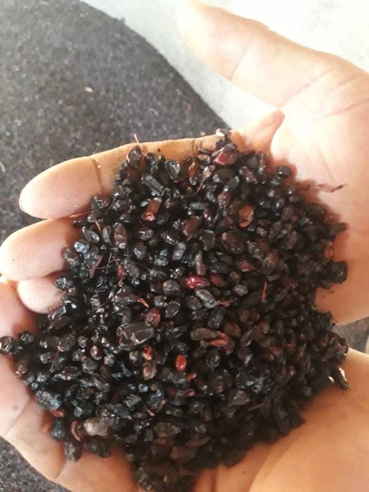 تصویر 1 از قمت خرید زرشک کوهی سیاه + فروش عمده