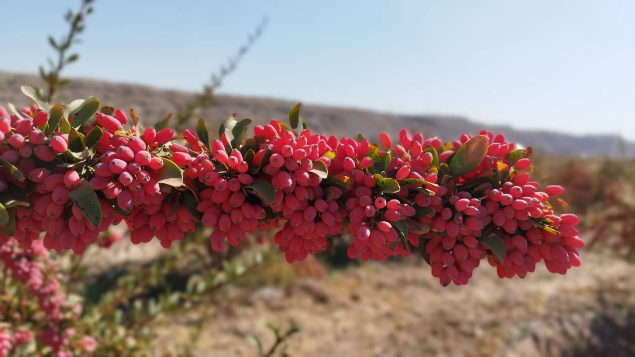 تصویر 1 از قیمت خرید زرشک دانه اناری خراسان + فروش عمده