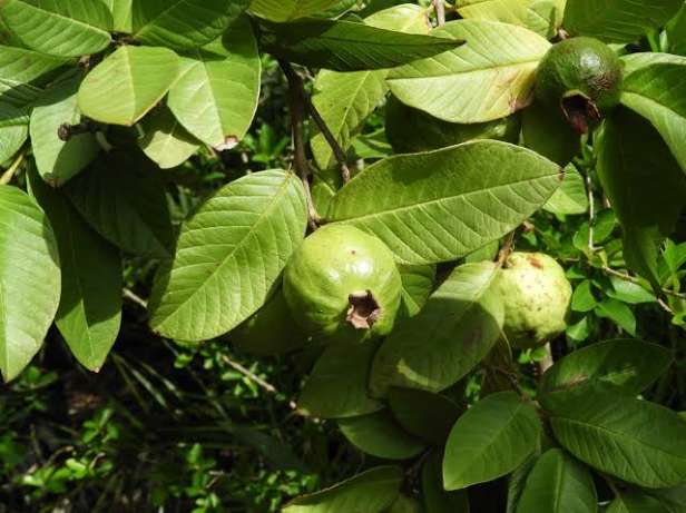 تصویر 2 از فروش عمده گواوا (زیتون پاکستانی) بلوچستان + ارسال مستقیم از مزرعه