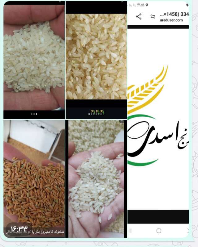 تصویر 3 از برنج کامفیروزی اصل + خرید ارزان