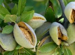 خرید بادام شاهرودی با پوست قیمت مناسب