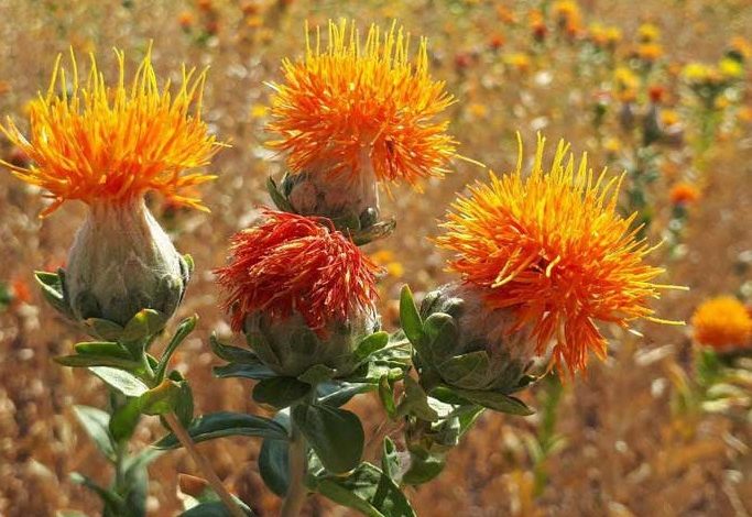 تصویر 1 از خرید باور نکردنی گلرنگ با شرایط فوق العاده